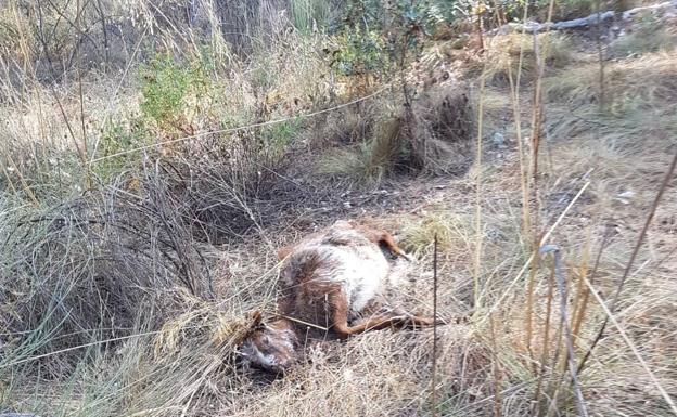La Policía Local identifica a los presuntos autores de varios vertidos en el Pinar de Talayuela