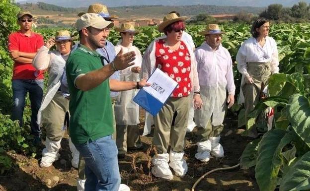 La consejera de Agricultura, García Bernal, visita en Talayuela explotaciones tabaqueras que potencian proyectos I+D+i