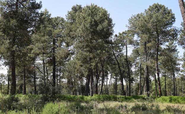 El Ayuntamiento recibirá una subvención de 250.962 euros para limpiar el Pinar