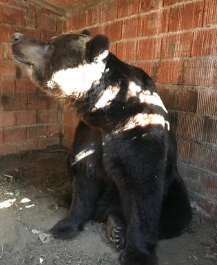 Hércules, el oso pardo más entrañable de Extremadura