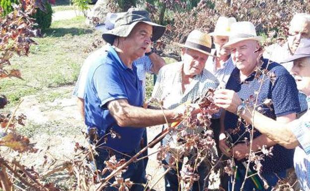 De viñas tradicionales a ecológicas en Madrigal de la Vera