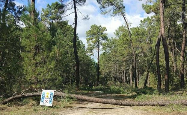 Cortado el camino de la Vega Santa Ana por trabajos forestales