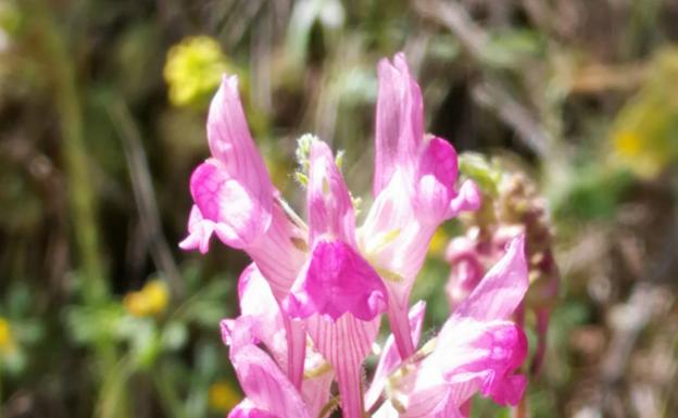 Confirman el hallazgo de una nueva especie vegetal en la sierra de Losar de la Vera