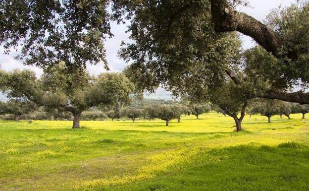 Proyecto Libera premia una carrera entre Talayuela y Navalmoral para fomentar la conservación del medio ambiente