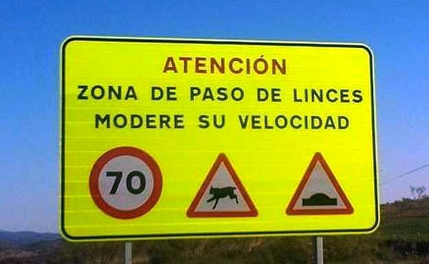 Muere atropellado un lince ibérico en la A-5, cerca de Almaraz