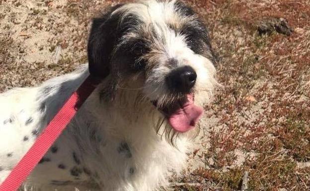 Proyecto Huella Valle del Tiétar denuncia el envenenamiento de uno de sus perros