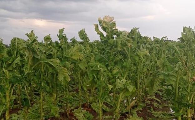 Las tormentas provocan daños en las cosechas de tabaco y pimentón de La Vera y Campo Arañuelo