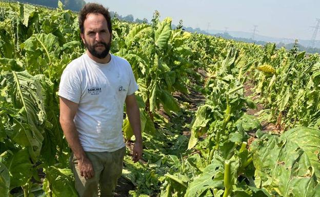 «La tormenta ha afectado a casi toda la finca y hay zonas en las que se ha perdido toda la producción»