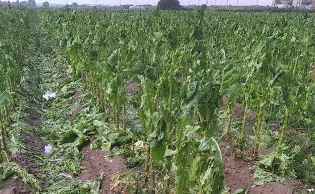 El granizo destroza 1.200 hectáreas de tabaco en Losar y Valverde de la Vera, según Asaja