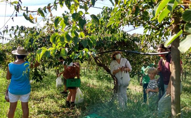 Los kiwis se recolectan en familia y entre amigos