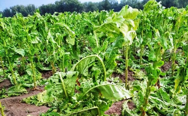 UPA-UCE pide la declaración de zona catastrófica para los pueblos afectados por las tormentas