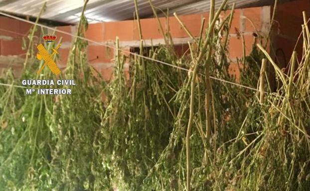 Detenido por la Guardia Civil tras localizar en su vivienda más de 22 kilogramos de marihuana en proceso de secado