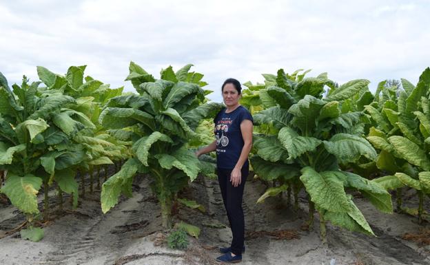«Uno de los grandes problemas del sector tabaquero actual son los agricultores de salón»