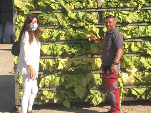 «Soy optimista y apuesto por seguir produciendo tabaco»