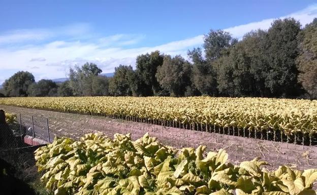 Agroseguro abona 18,2 millones en indemnizaciones por las tormentas de las últimas semanas en la región