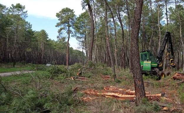 Cortado el camino de la Vega Santa Ana por trabajos de aprovechamiento forestal y limpieza de pinar