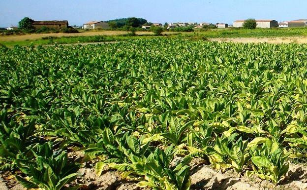 La sostenibilidad del sector del tabaco en rama en España