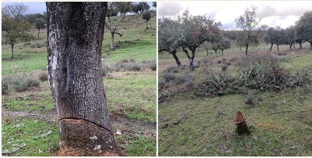 El Ayuntamiento denuncia la tala de encinas en varias zonas de la dehesa
