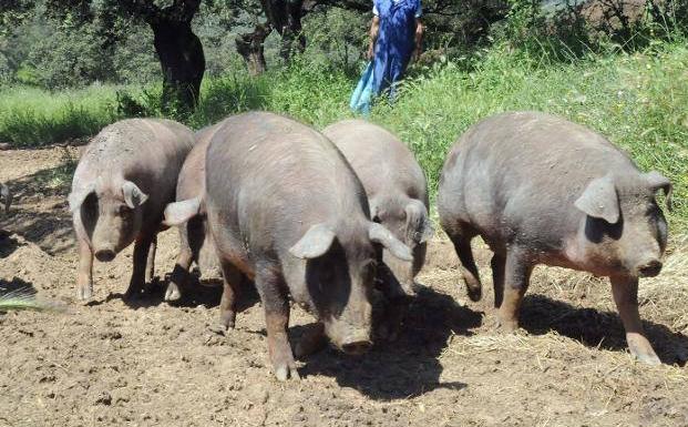 Abierta la campaña de matanzas domiciliarias de cerdos