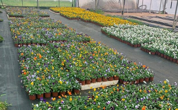 La Diputación comienza el reparto de la nueva Campaña de plantas ornamentales de invierno en poblaciones del Campo Arañuelo