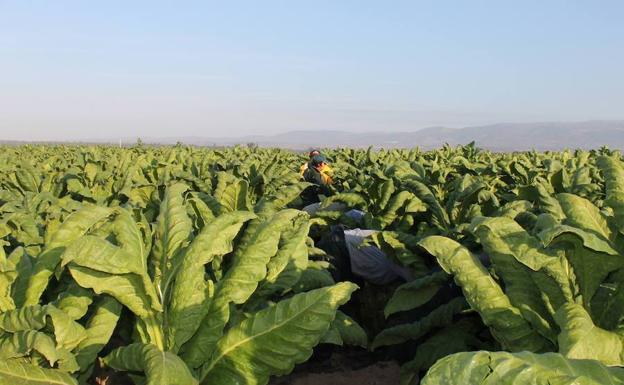 2020 ha sido un año de pocas luces y muchas sobras para el campo extremeño