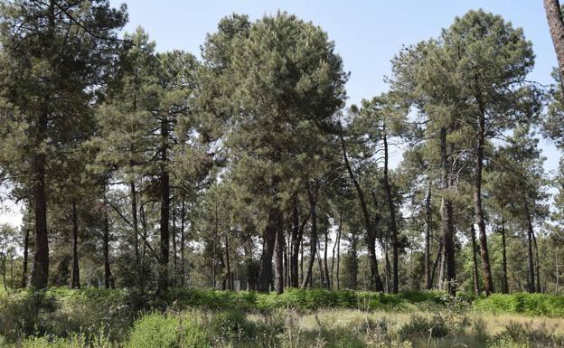 Los vecinos de Talayuela recuperan sus paseos por el pinar y la dehesa