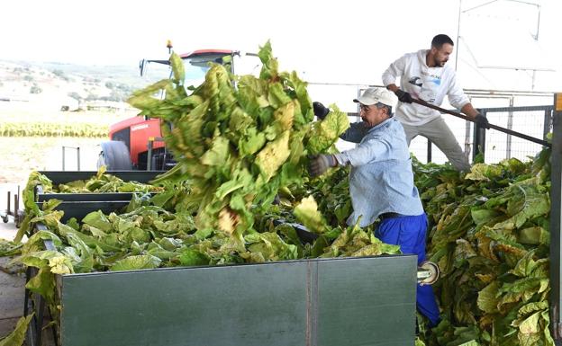 Un estudio de la UEx revela que cada euro de ayudas al tabaco genera diez veces más en rentas