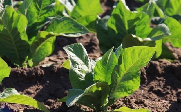 Los tractores volverán a cortar la Autovía de Extremadura el día 26 para reclamar la continuidad del tabaco