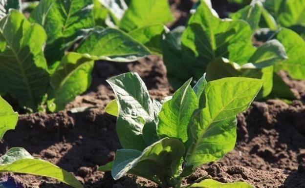 La Interprofesional del Tabaco celebra su Asamblea General Ordinaria