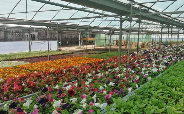 La Diputación inicia el reparto de plantas de la Campaña de Primavera a los pueblos de la provincia