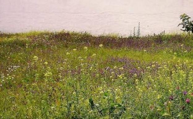 Un bando recuerda la obligación de limpiar los pastos en las parcelas del casco urbano