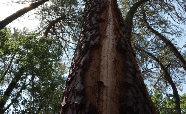 Varios rayos impactaron en el Pinar durante la noche del sábado
