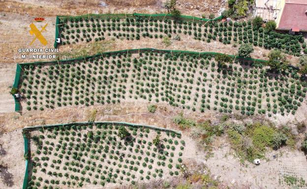 Un detenido y cerca de 1.200 plantas de marihuana intervenidas en una macroplantación en Jarandilla de la Vera
