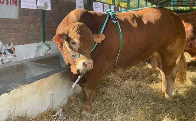 La ganadería Hermanos Ruano López gana el primer premio de la Feria Ganadera de Zafra