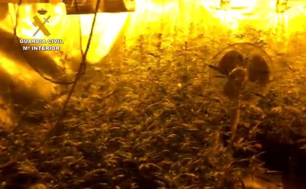 La Guardia Civil desmantela en Navalmoral un cultivo 'Indoor' de marihuana y aprehende 320 plantas