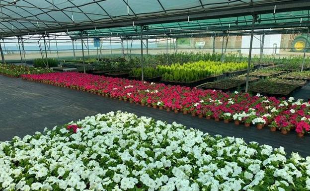 Comienza el reparto de plantas ornamentales del Vivero Provincial