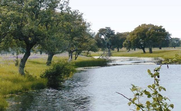 Toril recupera su fiesta en homenaje a la dehesa y al río Tiétar