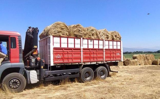 Diputación reparte más de 16.000 kilos de heno para los ganaderos afectados por el incendio de Villanueva de la Vera