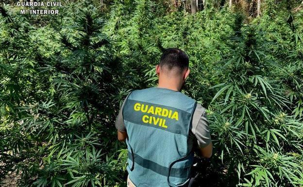 Desmantelada en Majadas de Tiétar una plantación de marihuana con casi 300 plantas y trampas ocultas
