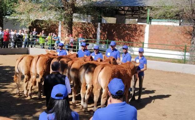 Ganados Hermanos Ruano gana en Zafra el premio reserva en el concurso de raza Limusina
