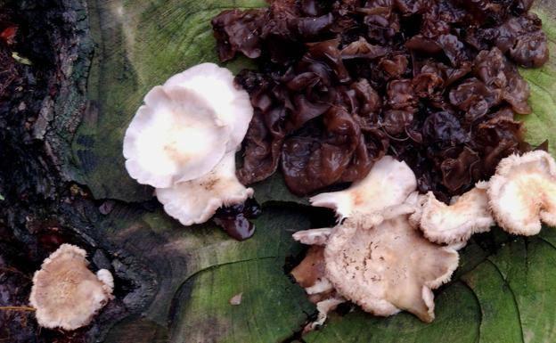 Las Jornadas Micológicas del Campo Arañuelo se reanudarán el martes con un aporte de setas y una charla