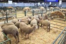 Un total de 566 animales se presenta a las subastas de ganado ovino y vacuno de la Agroganadera