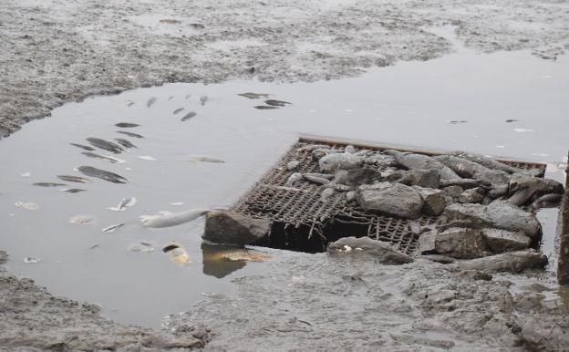 Miles de peces mueren durante el vaciado del embalse del Noveno, en Madroñera