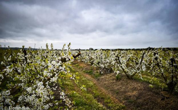 'Los frutales en flor' de Madrigalejo, como tirón turístico
