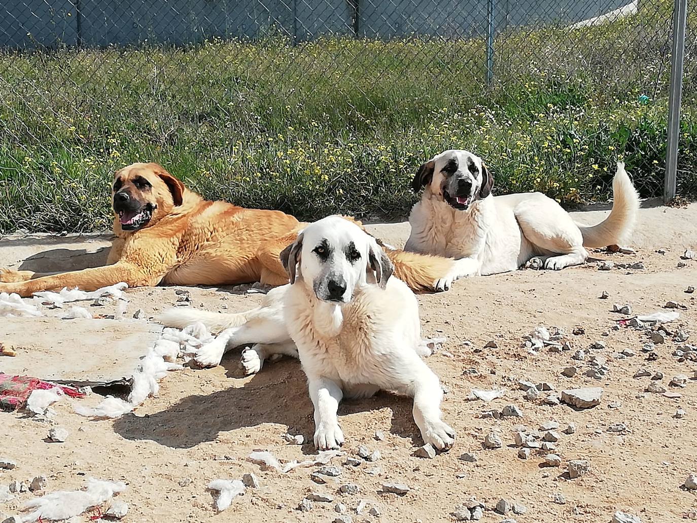 El Refugio Turgalium mantiene su atención a 42 canes y 6 gatos