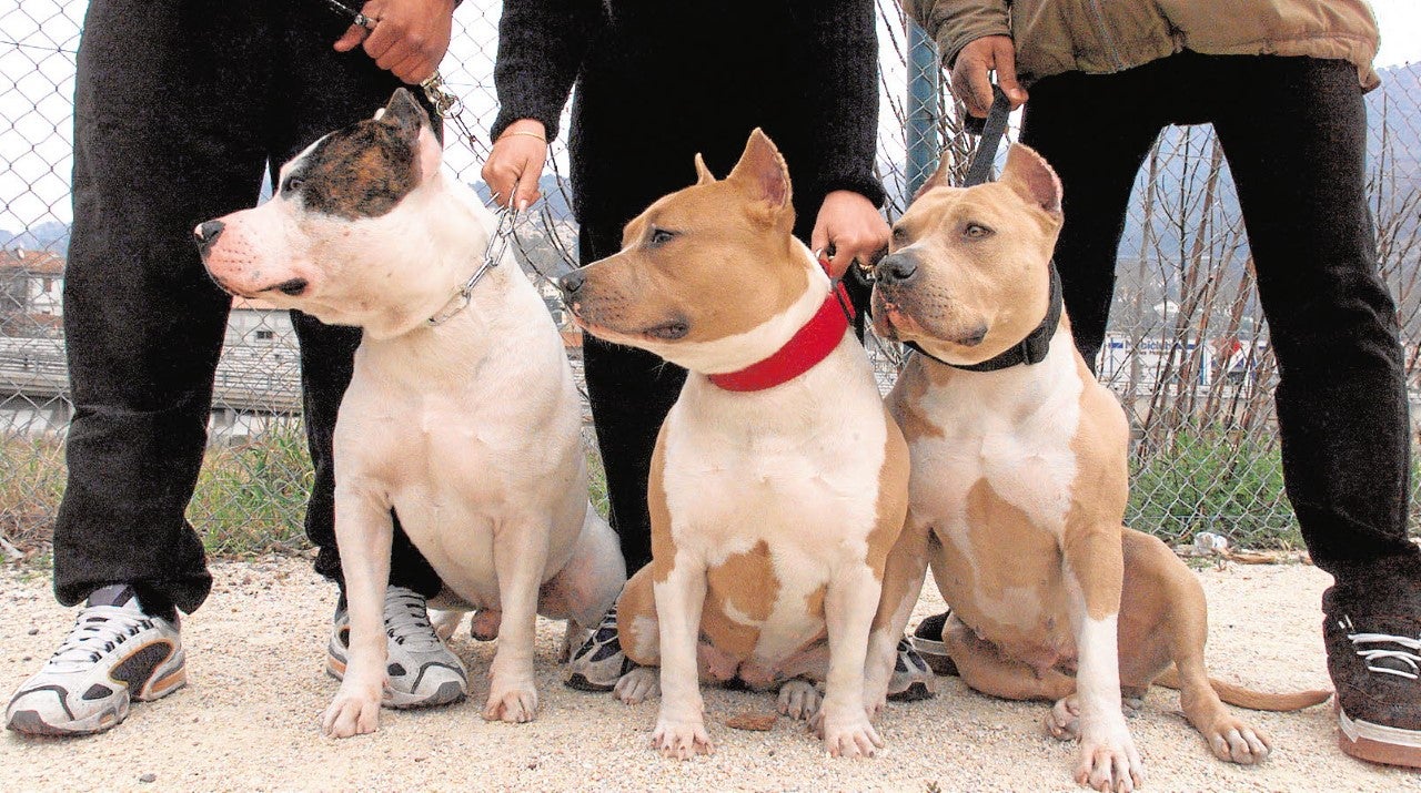 El registro municipal cuenta con cerca de 40 perros potencialmente peligrosos