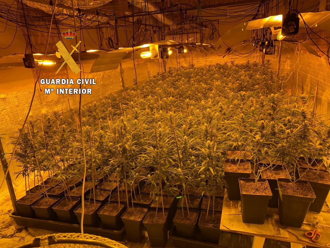 Detienen a dos vecinos de Madroñera como presuntos responsables de un cultivo con 396 plantas de marihuana
