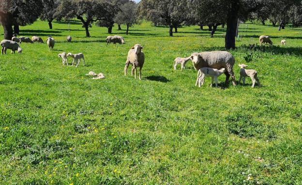 Un simposio internacional sobre ganadería y sostenibilidad pretende reunir a 2.000 personas