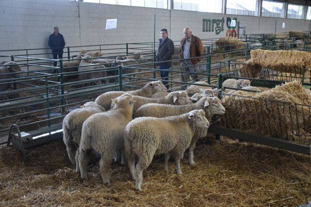 El día 17 de septiembre se decide si hay este año Feria Agroganadera