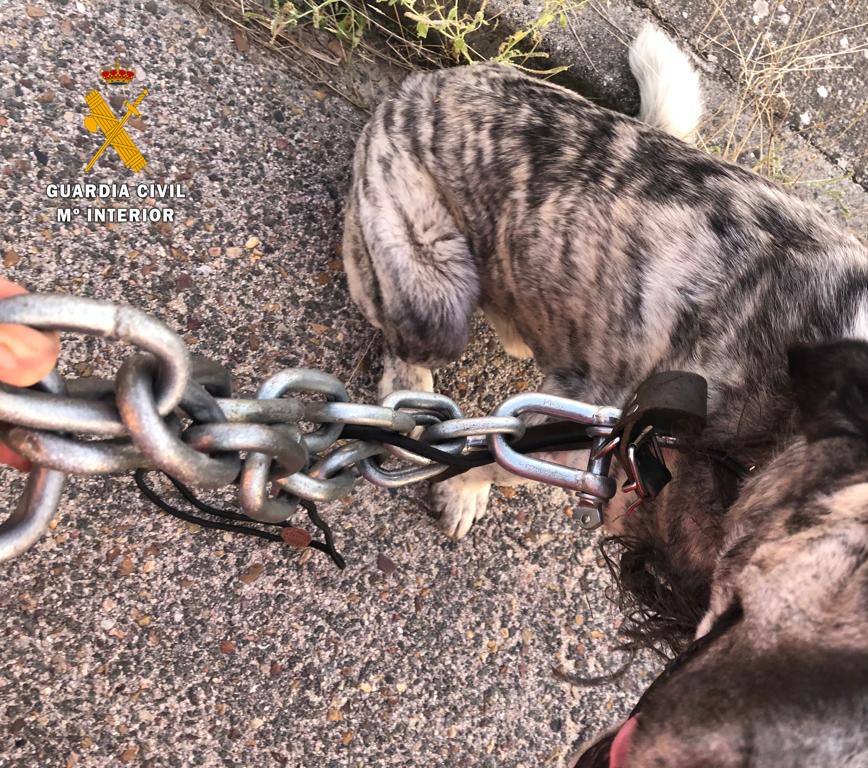 Investigado un vecino por un suspuesto delito de maltrato de animales domésticos